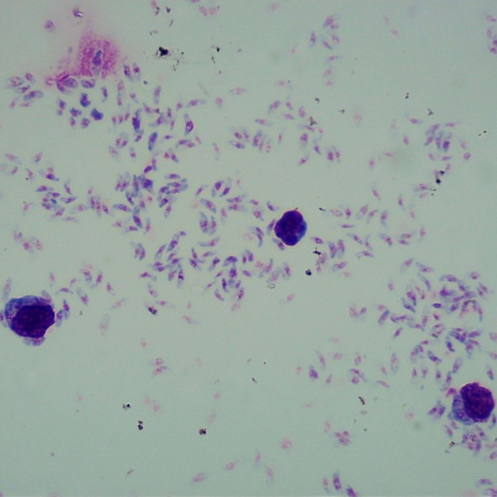 Toxoplasma Gondii Trophozoites W.M Parasitology Prepared Microscope Slides