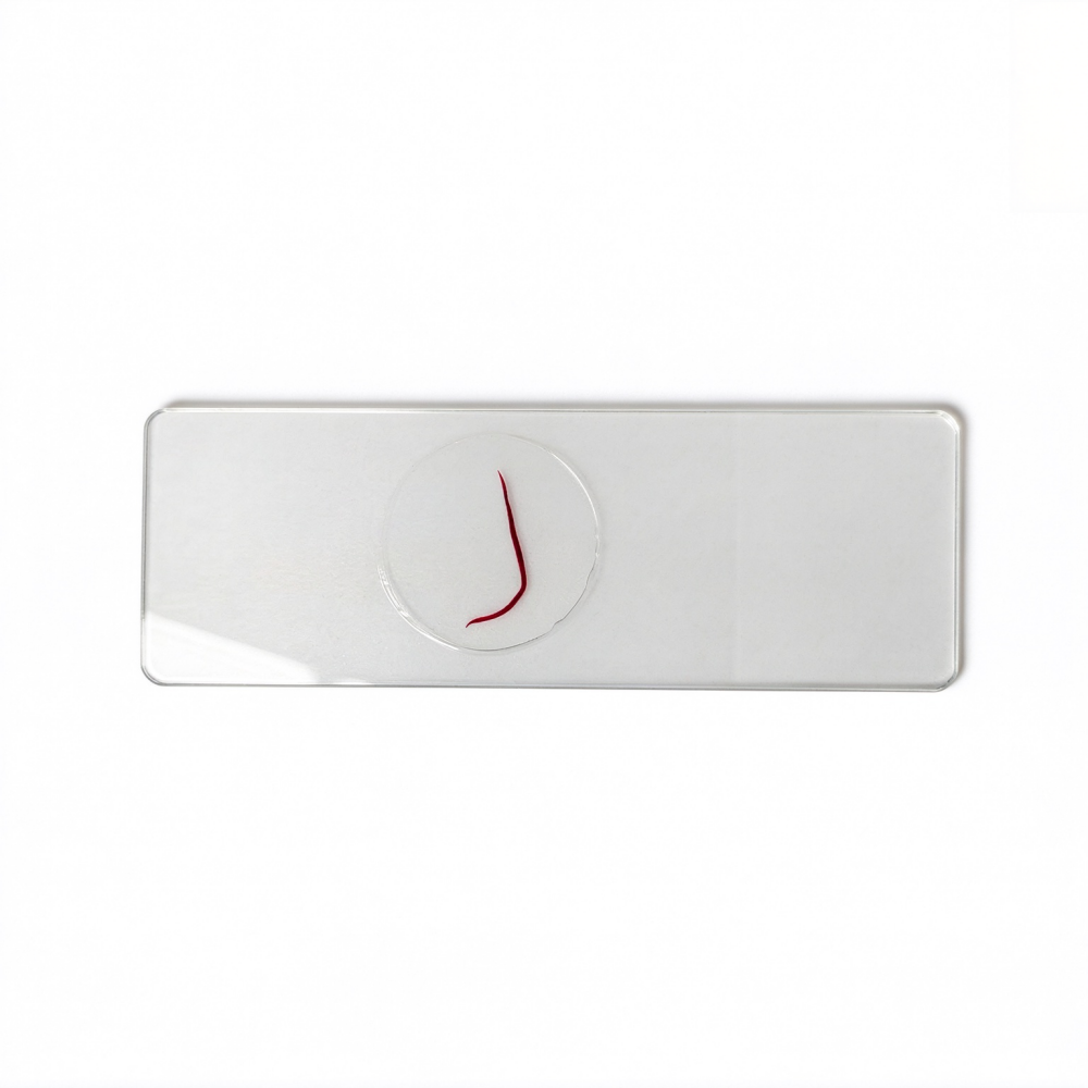 Ancylostoma Caninum Female Parasitology Prepared Microscope Slides