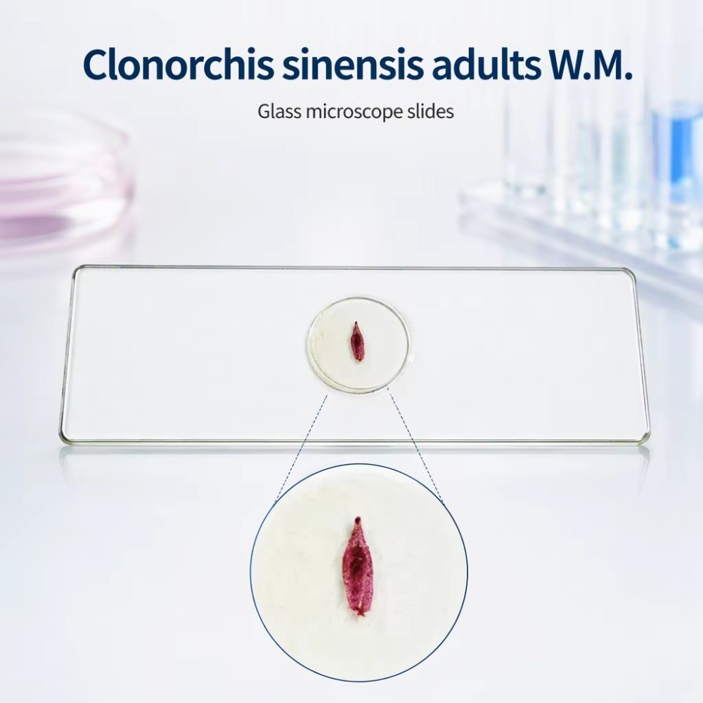 1 Pieces Clonorchis Sinensis Microscope Slide, Adult Whole Mount Parasitology Prepared Slides Slides