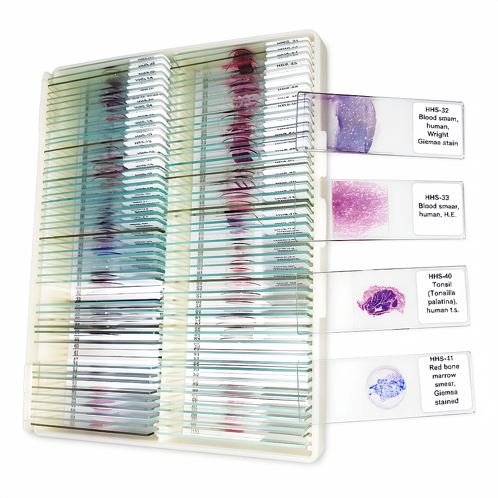 Higher Education Science 100pcs Set Histology Microscope Prepared Slides Set